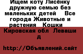 Ищем коту Лисёнку дружную семью без маленьких детей  - Все города Животные и растения » Кошки   . Кировская обл.,Леваши д.